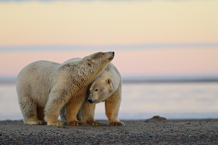 Polar Bear Photograph by P. De Graaf Polar Bear Photograph by P. De Graaf