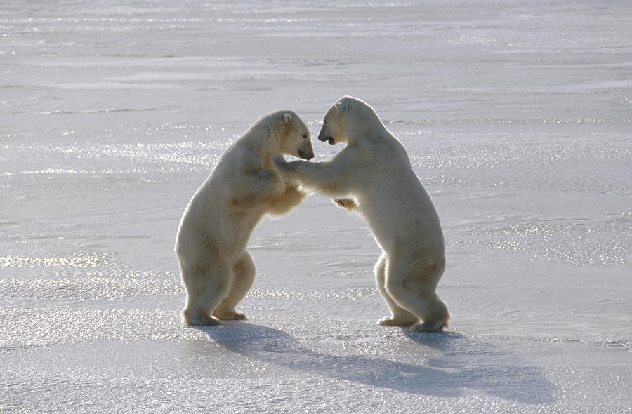 Polar Bear Pair Sparring Churchill Photograph by Flip Nicklin