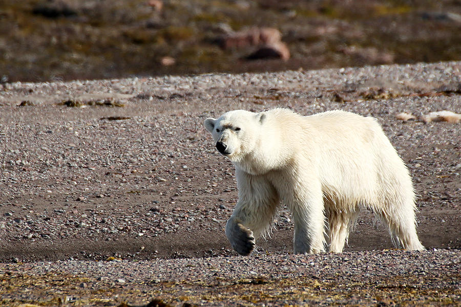 Polar Bear Photograph by Pamela J Reynolds - Fine Art America