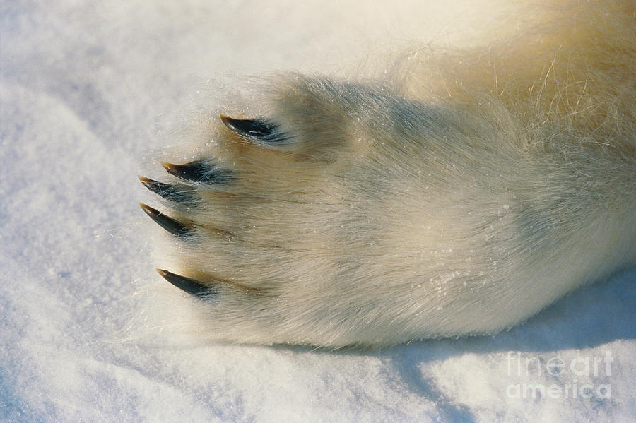 Polar Bear Paw Photograph by Dan Guravich