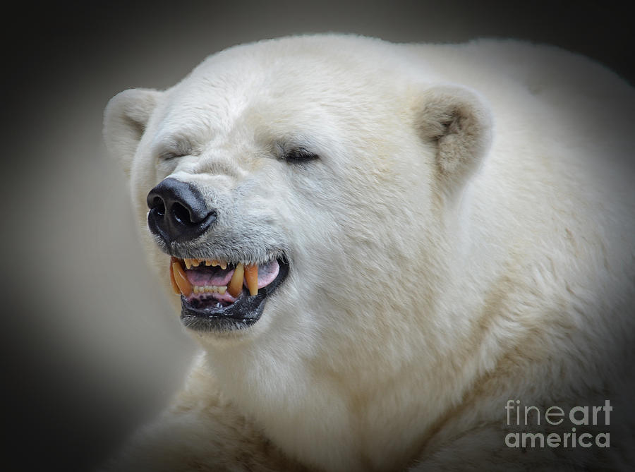 Polar Bear Photograph - Polar Bear Portrait Fade to Black by Jim Fitzpatrick