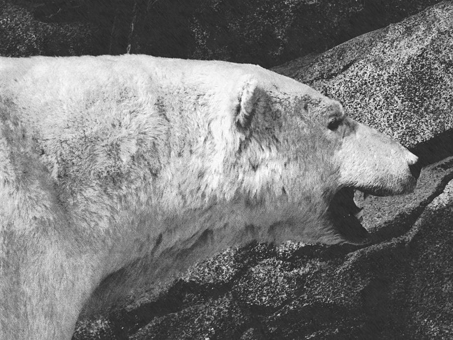 Polar Bear Portrait Photograph by Frank Wilson
