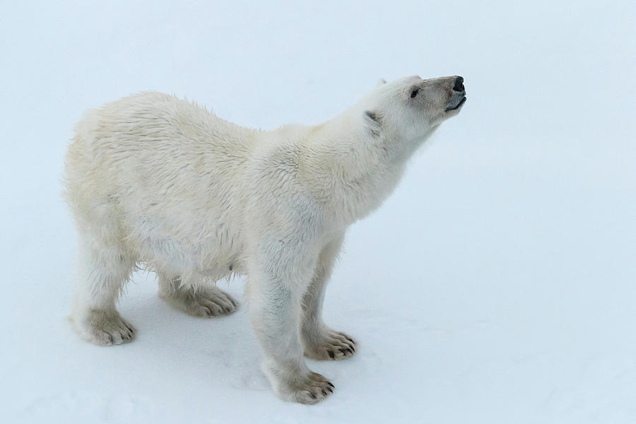 Polar Bear Portrait, Greenland Photograph by Animal Images - Pixels