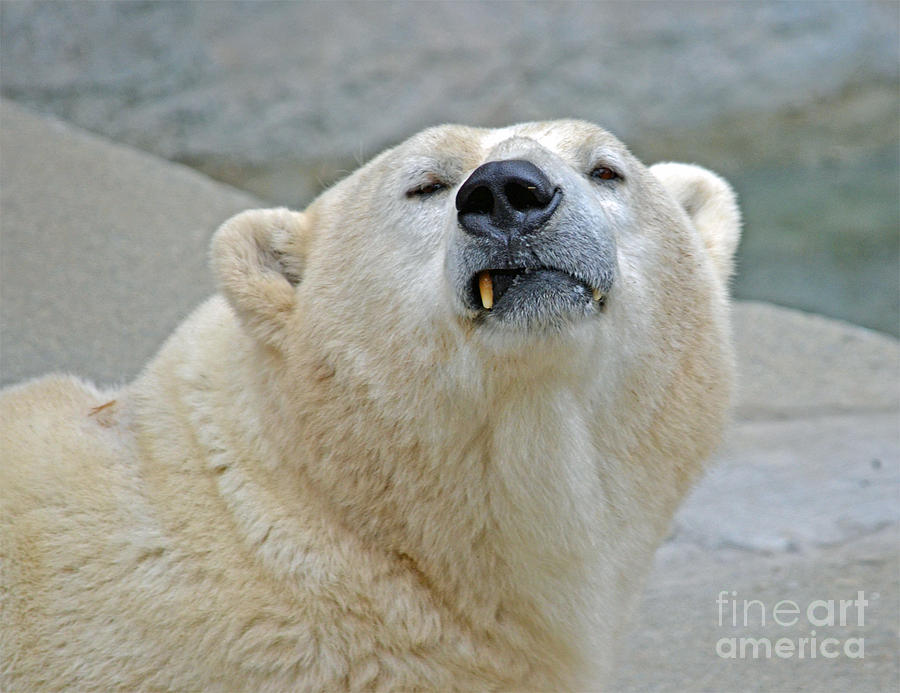 Polar Bear Photograph - Polar Bear Portrait by Jim Fitzpatrick