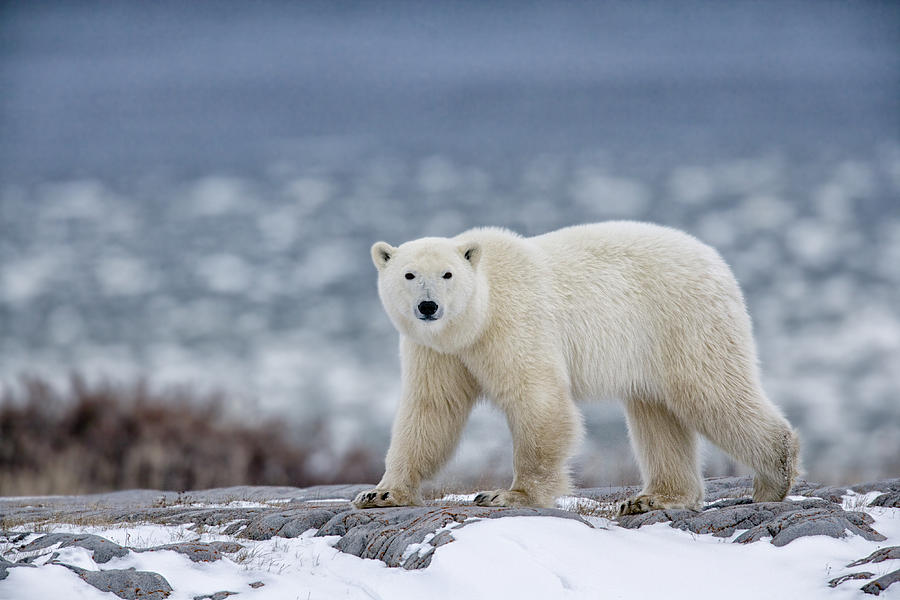 Polar Bear Photograph by Rebecca R Jackrel