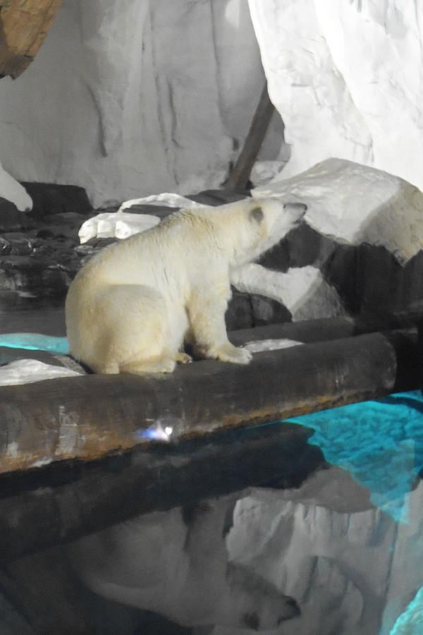 Polar Bear Reflection Photograph by Amanda Eberly