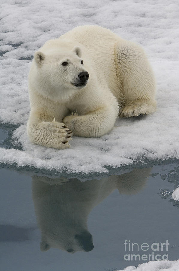 Polar Bear Resting On Ice Photograph by John Shaw