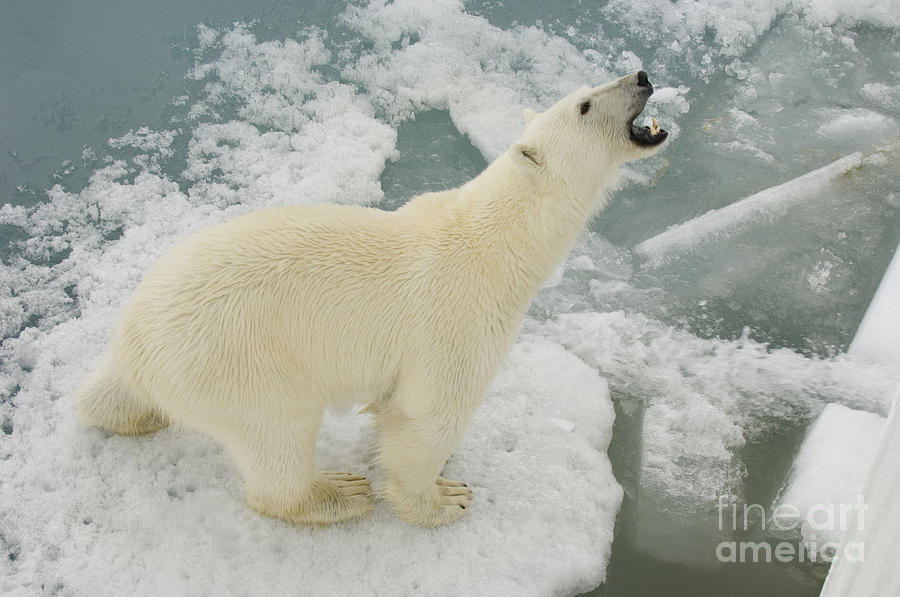 Polar Bear Roaring On Ice Floe Photograph by John Shaw