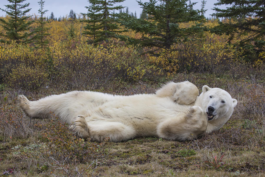 Polar Bear Rolling On Its Back Photograph by Matthias Breiter