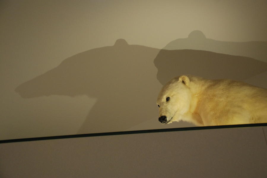 Polar Bear Shadows Photograph by Kenny Glover