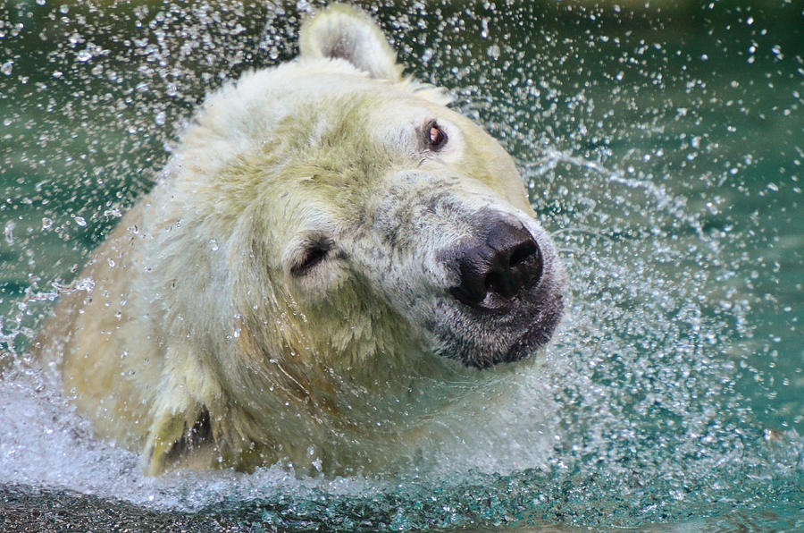 Polar Bear Shaking Head Photograph by David Long - Fine Art America