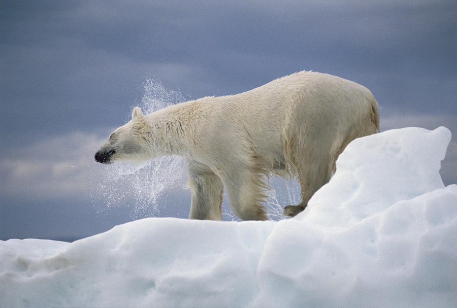 Polar Bear Shaking Off Water From Coat Photograph by Flip Nicklin ...