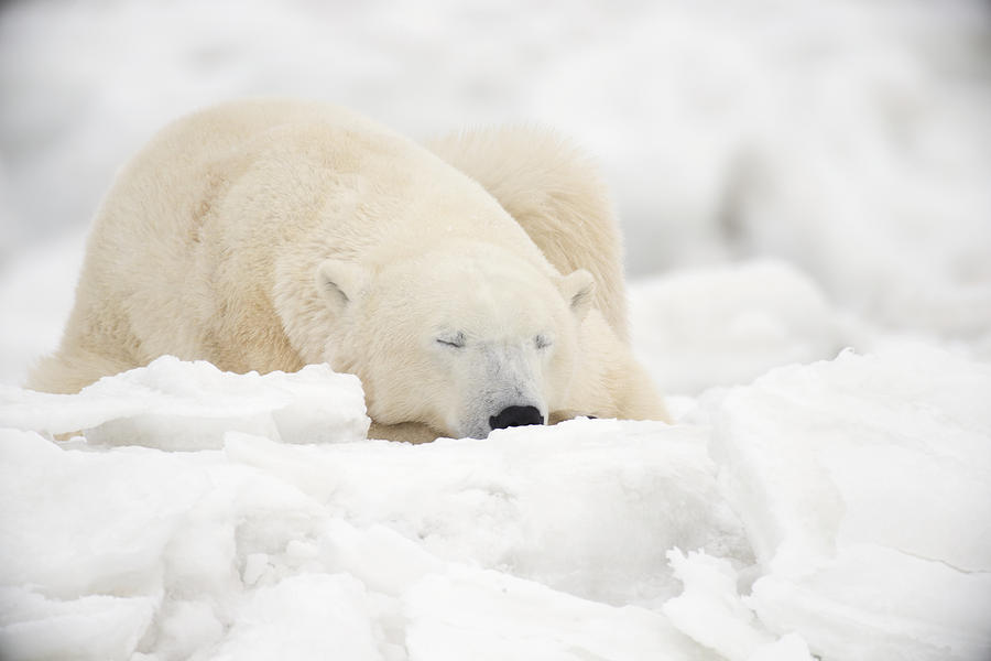 Winter Photograph - Polar Bear Sleeping In The by Robert Postma
