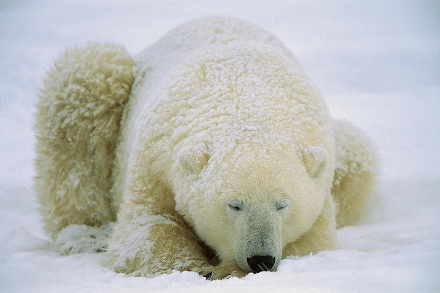 Polar Bear Sleeping In The Snow Hudson Photograph by Konrad Wothe