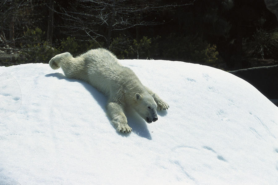 Polar Bear Sliding Down Snow Bank Photograph by San Diego Zoo