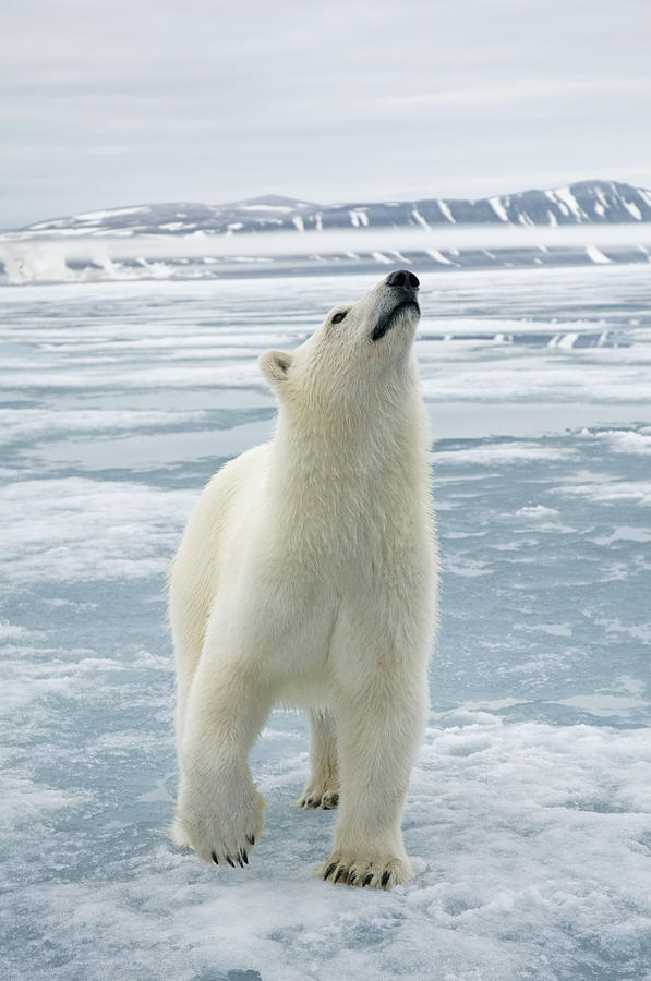 Nature Photograph - Polar Bear, Smelling The Air, Travels by Steven Kazlowski