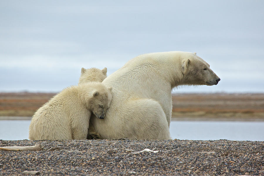 Polar Bear Snuggle Photograph by Charles MacPherson