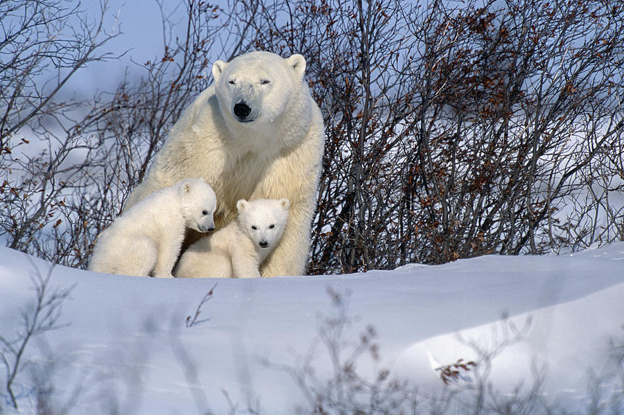 Wildlife Photograph - Polar Bear Sow & Cubs Resting In Snow by Tom Soucek