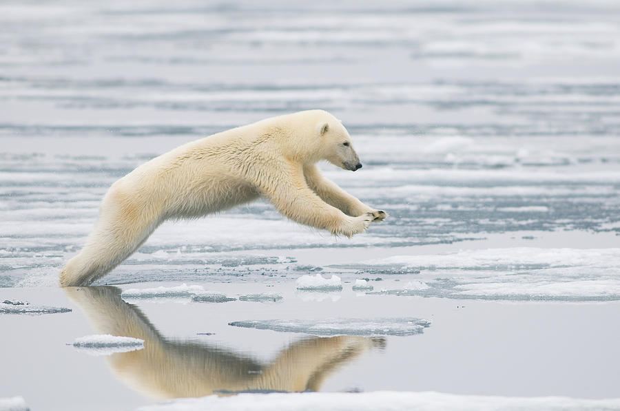 Nature Photograph - Polar Bear Sow Leaps Across The Ice by Steven Kazlowski