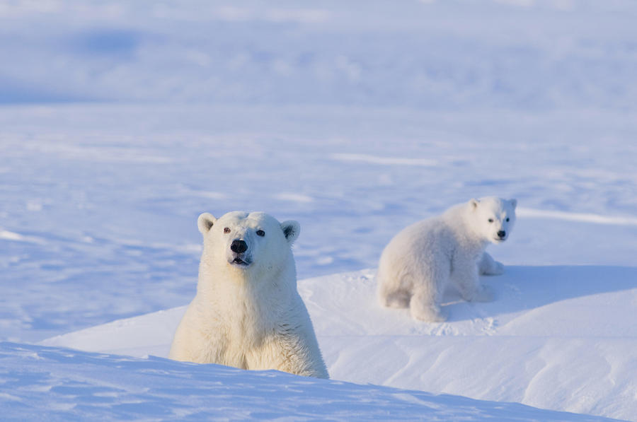 Nature Photograph - Polar Bear Sow With Spring Cub Emerge by Steven Kazlowski