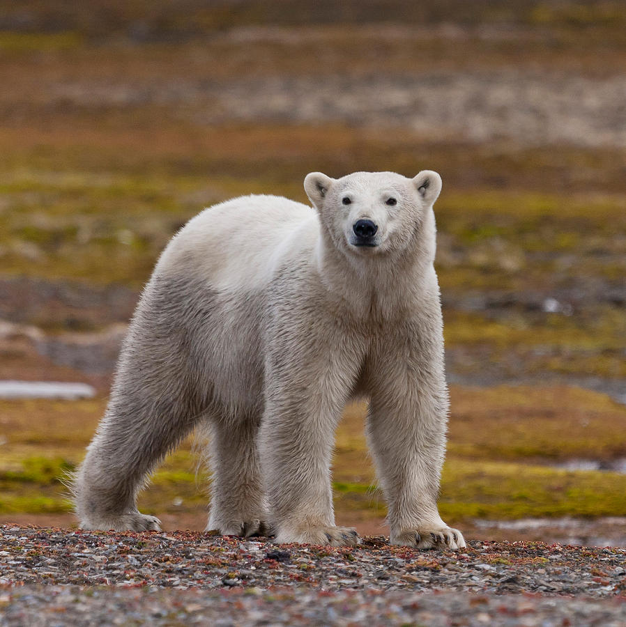 Polar Bear, Spitsbergen Island Photograph by Panoramic Images