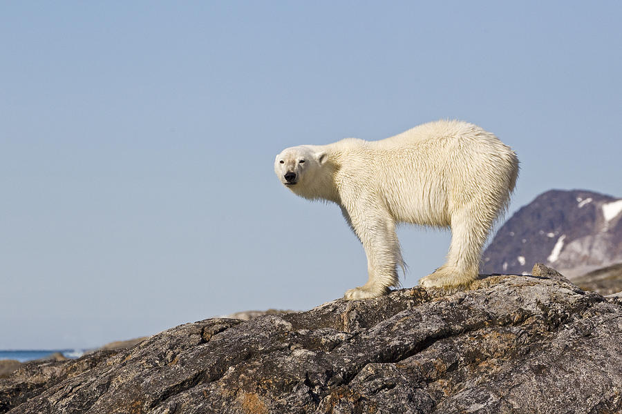 Polar Bear Spitzbergen Svalbard Photograph by Dickie Duckett