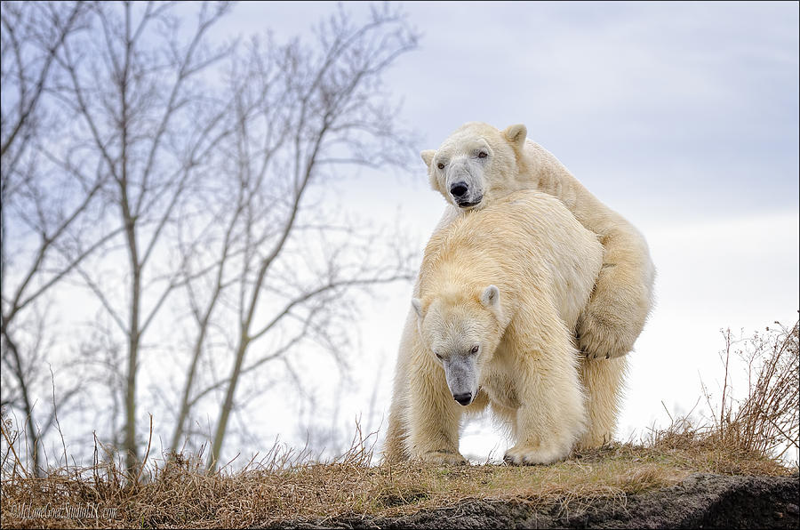 Polar Bear Spring Fling Photograph by LeeAnn McLaneGoetz McLaneGoetzStudioLLCcom