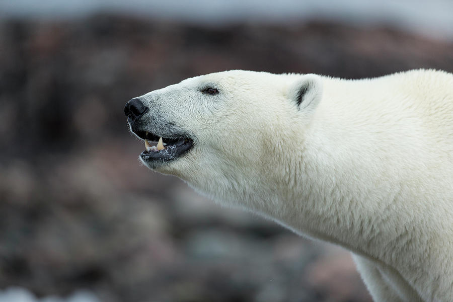 Polar Bear Standing Along Coastline Photograph by WorldFoto - Fine Art ...