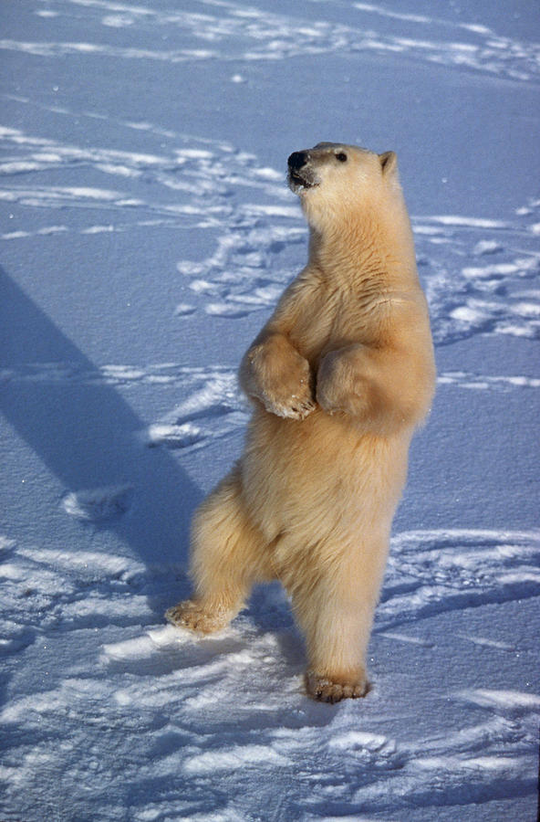 Polar Bear Standing Photograph By Dan Guravich Pixels