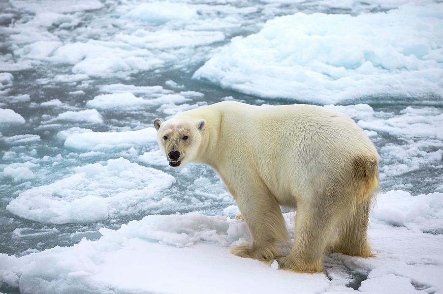 Polar Bear Standing On A Ice Floe Photograph by Peter J. Raymond | Fine ...