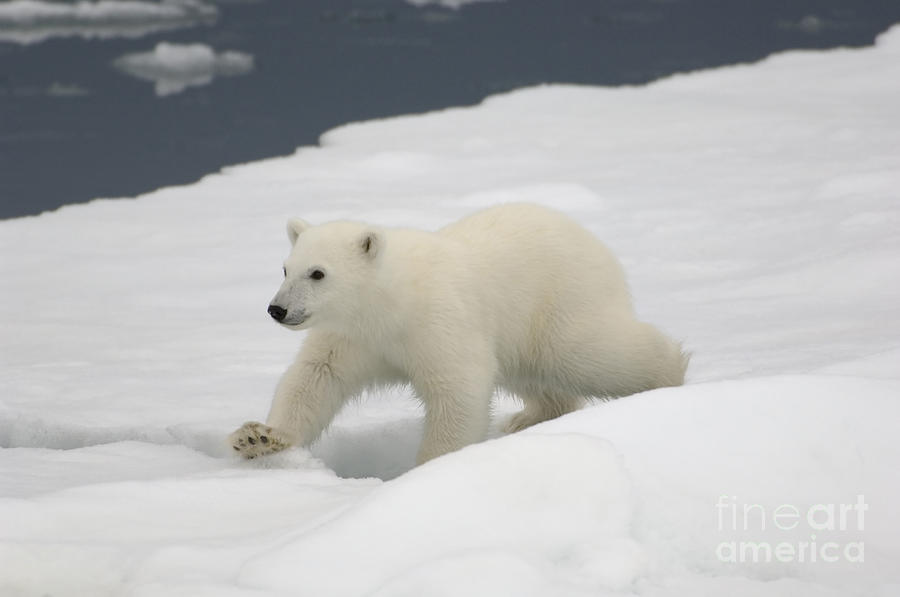 Polar Bear Standing On Ice Photograph by John Shaw