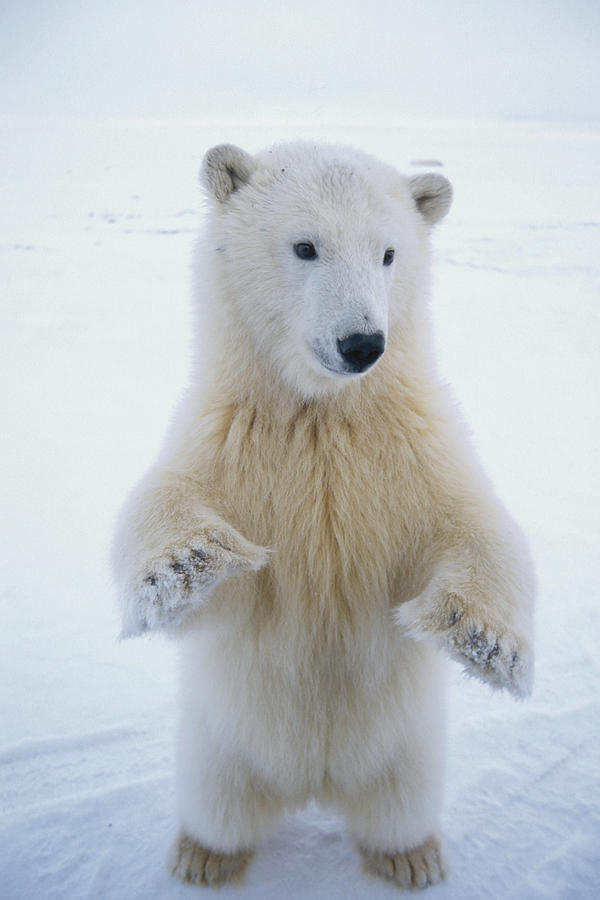 Wildlife Photograph - Polar Bear Stands Upright Near Kaktovik by Steven Kazlowski