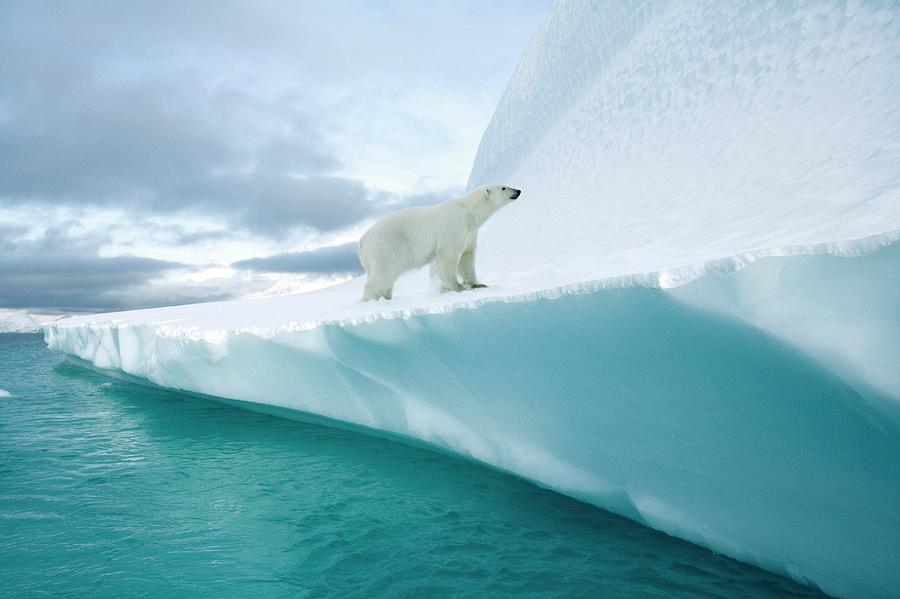 Polar Bear Photograph by Steve Allen/science Photo Library