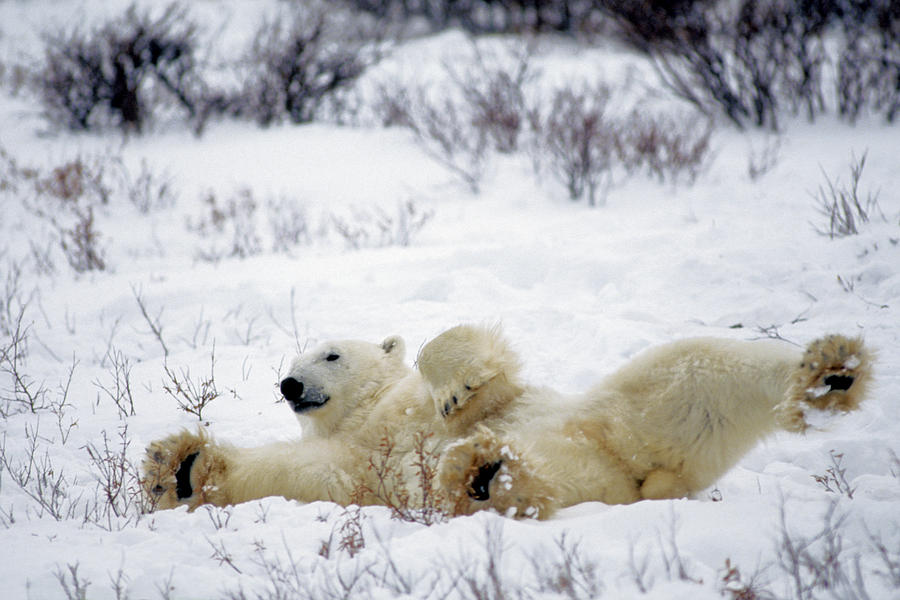 Polar Bear Stretching Photograph by Thomas And Pat Leeson - Fine Art ...