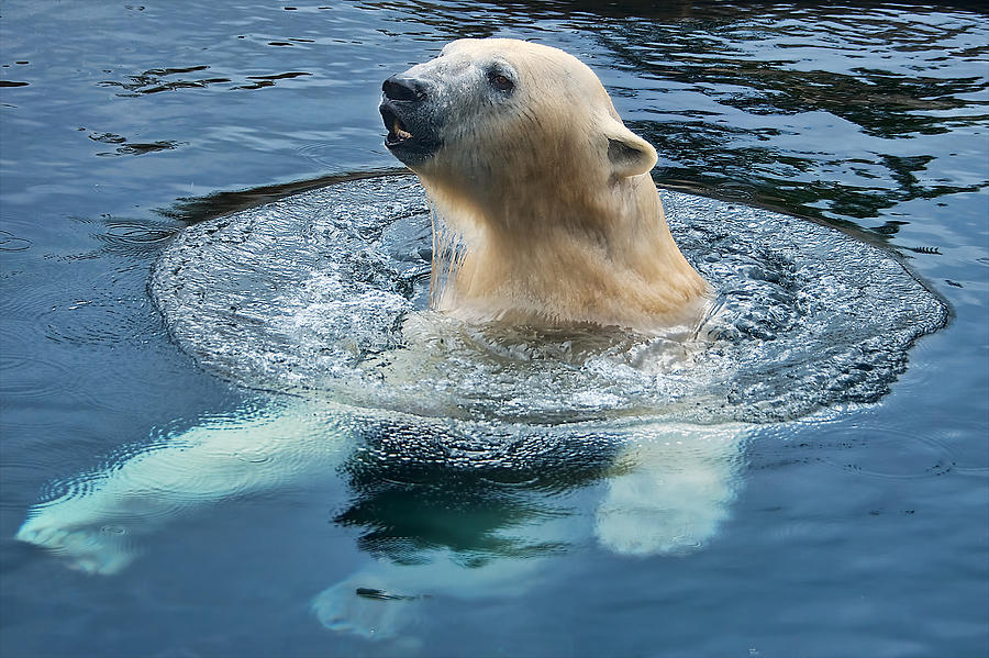 Polar Bear Photograph - Polar bear swim in cold water by Berkehaus Photography