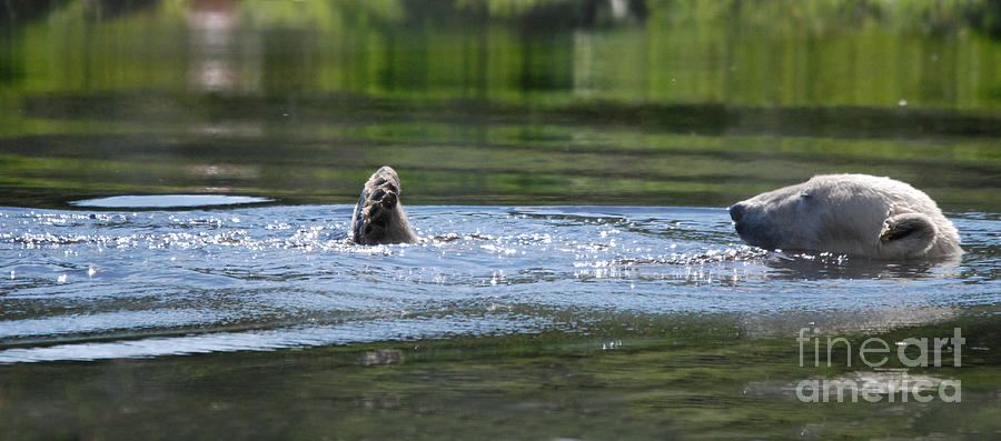 Polar Bear Swim Photograph by Phil Banks