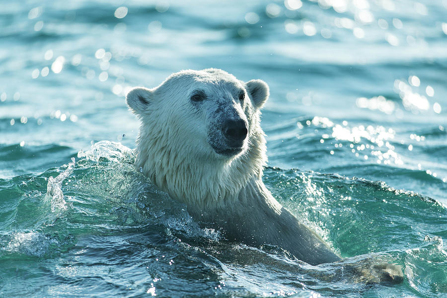 Polar Bear Swimming In Hudson Bay Photograph by Paul Souders