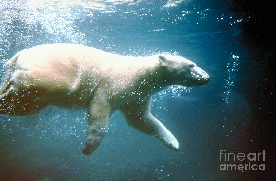 Polar Bear Swimming Photograph by Mark Newman