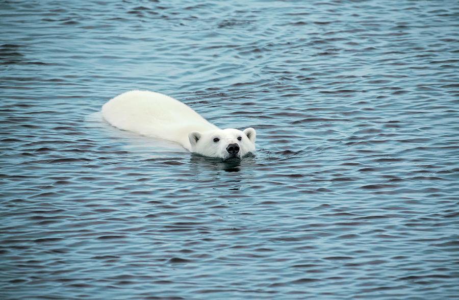Nature Photograph - Polar Bear Swimming by Peter J. Raymond