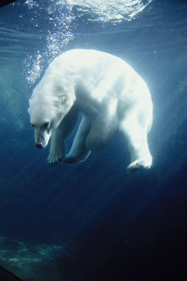 Trout Photograph - Polar Bear Swimming Underwater Alaska by Steven Kazlowski