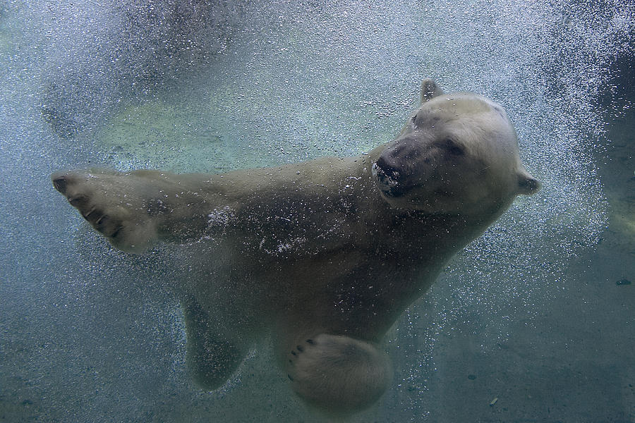 Polar Bear Swimming Underwater Photograph by San Diego Zoo