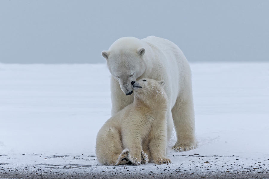 Polar Bear Photograph by Sylvain Cordier