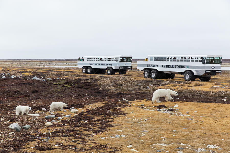 Polar Bear Tour, Churchill, Manitoba Photograph by WorldFoto
