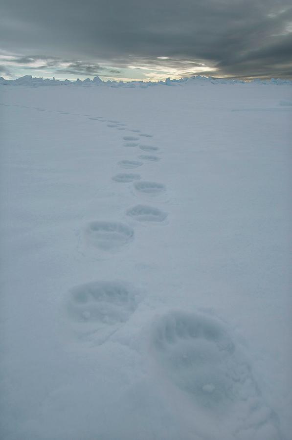 Polar Bear Tracks Photograph by Louise Murray/science Photo Library