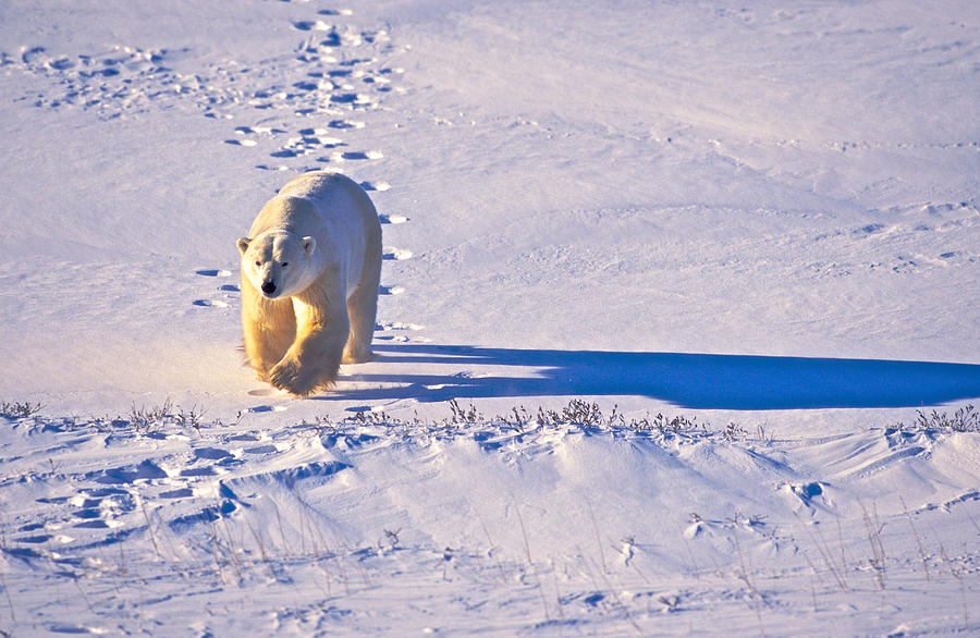 Polar Bear Tracks Photograph by Randy Green