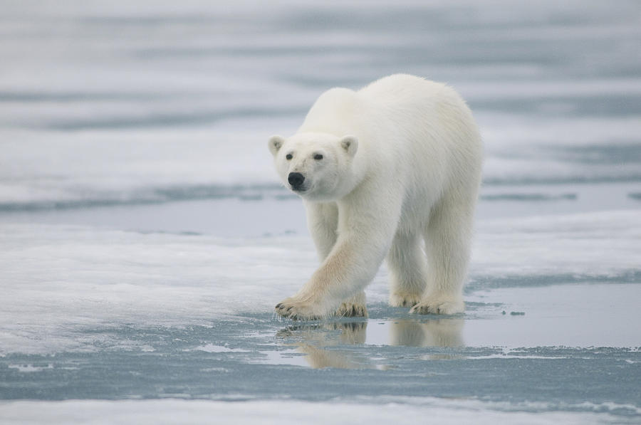 Nature Photograph - Polar Bear Travels Along Sea Ice by Steven Kazlowski