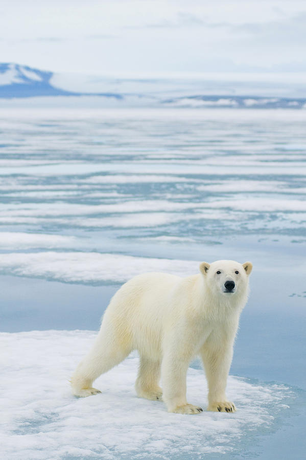 Nature Photograph - Polar Bear Travels On Sea Ice Floating by Steven Kazlowski