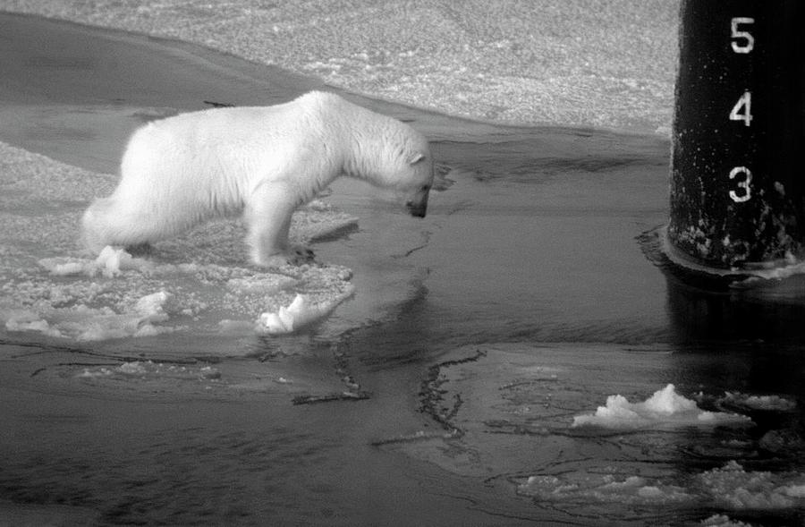 Polar Bear Photograph by U S Navy/alphonso Braggs