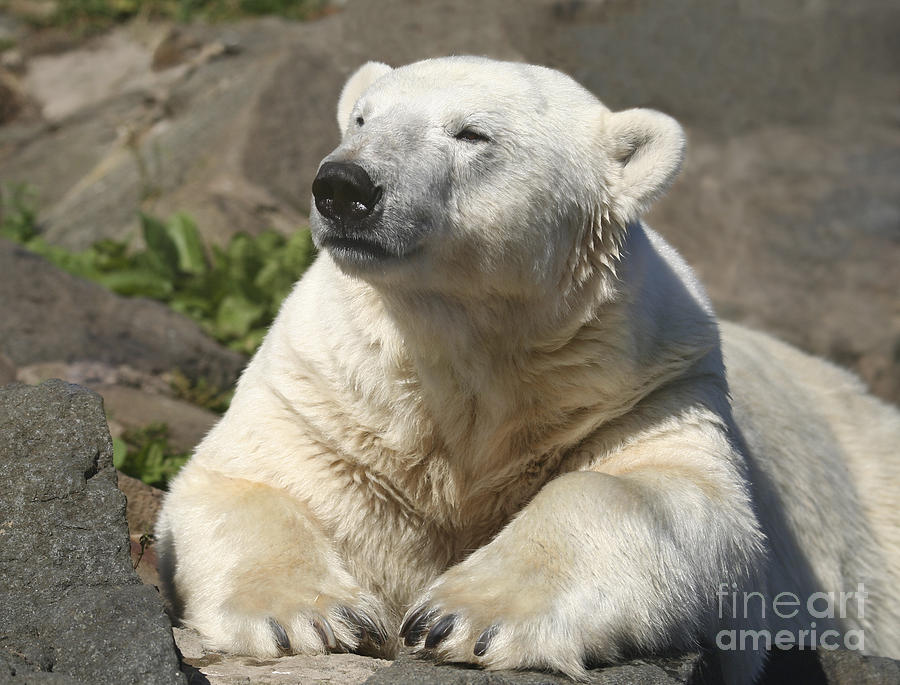 Polar Bear  Ursus arcticus Photograph by Liz Leyden