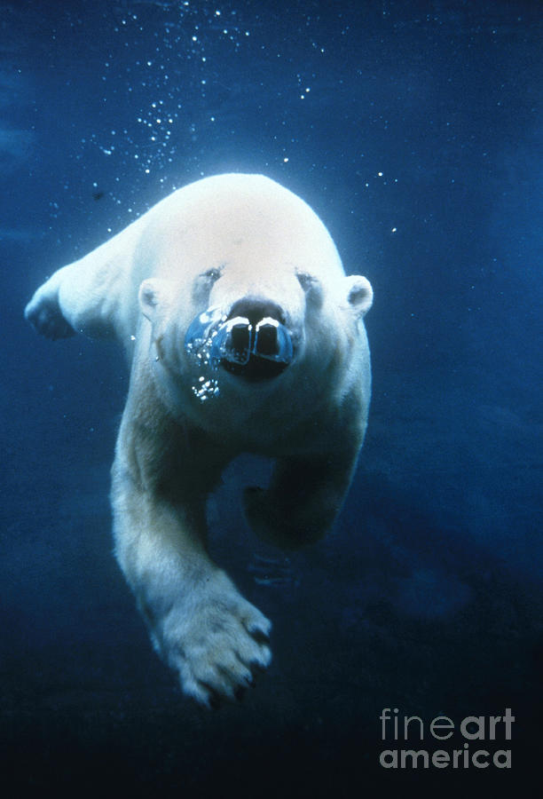 Polar Bear Photograph - Polar Bear Ursus Maritimus by Mark Newman